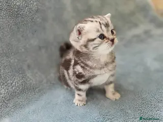 British Shorthair cats Silver Tabby Kittens, Rare GCCF Show Quality. - Advert 17
