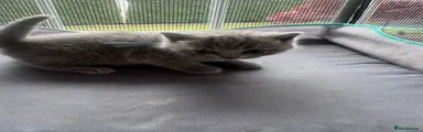 British Shorthair Kitten 4