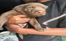 Labrador Retriever dogs for sale: EXCELLENT &UNIQUE LAB PUPPIES AV 12 NOV £1450 - Image 36