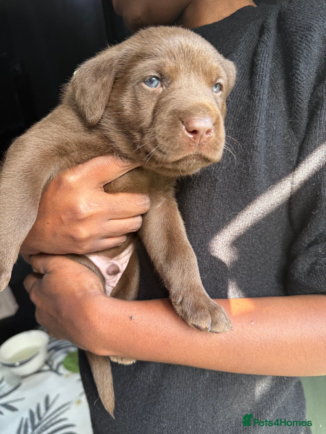 Labrador Retriever dogs for sale: EXCELLENT &UNIQUE LAB PUPPIES AV 12 NOV £1450 - Image 36