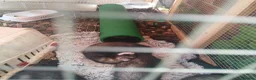 Ferret rodents for sale: Baby ferrets  - Advert 6