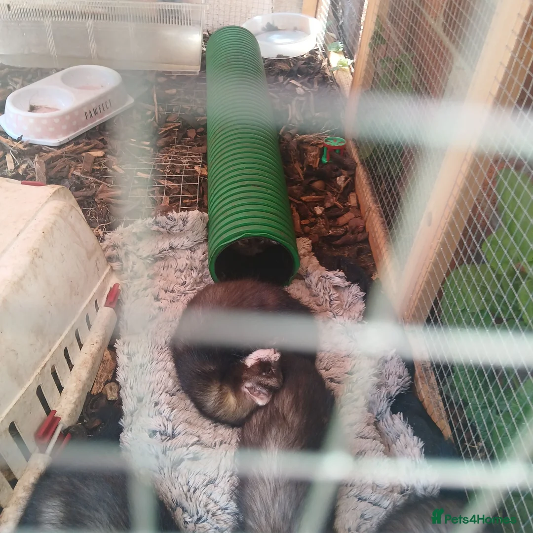 Ferret rodents for sale: Baby ferrets  - Advert 6