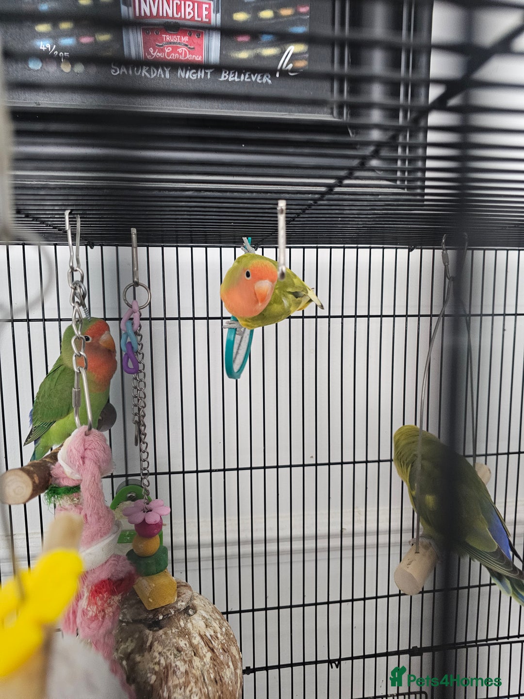 Lovebirds birds for sale: 3 baby lovebirds for sale - Image 3