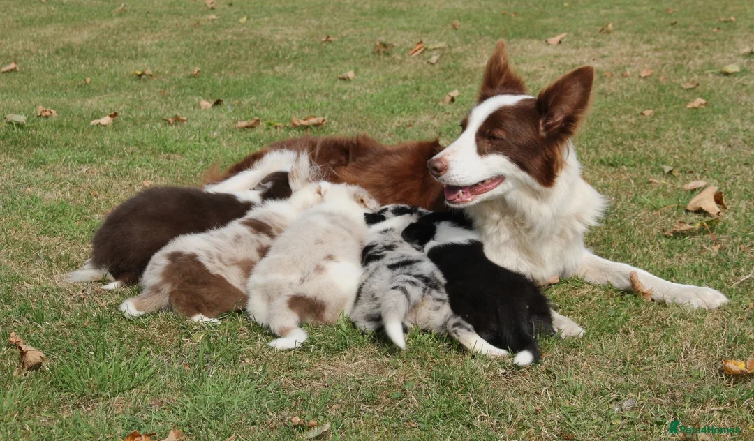 Border Collie dogs for sale: Border Collie Puppies for Sale - Advert 28