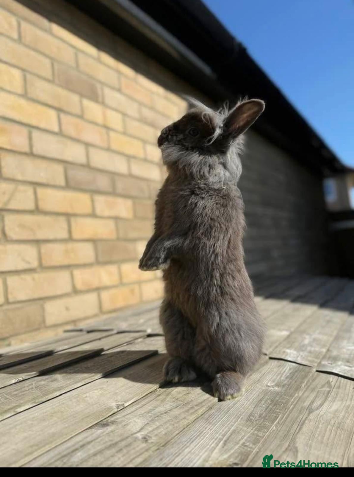 Mixed Breed rabbits Adult Lionhead (8 months old) - Advert 2