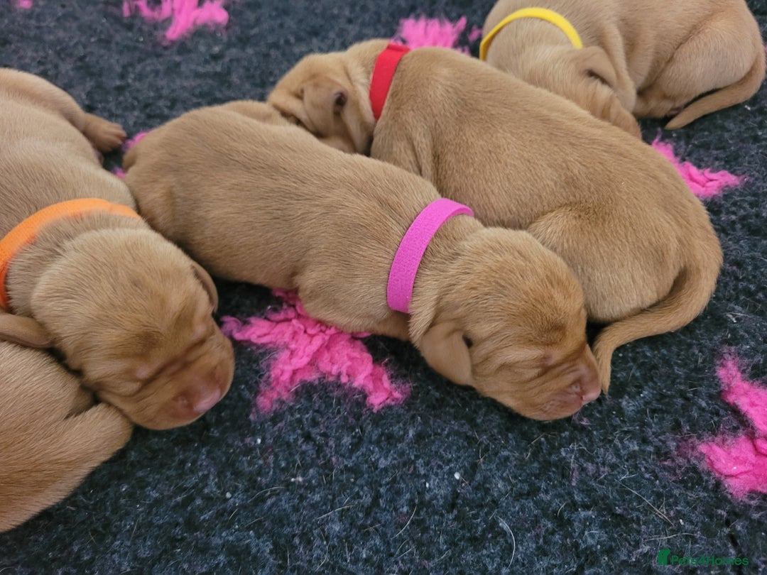 Hungarian Vizsla dogs for sale: Exceptional Hungarian Vizsla Puppies for Sale - Image 7