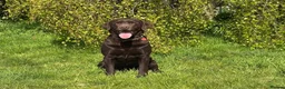Labrador Retriever dogs for sale: KC REG CHOCOLATE LABRADOR PUPPIES  - Advert 5