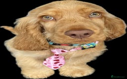 Cocker Spaniel dogs for sale: GOLDEN SHOW COCKER PUPPIES  - Image 22