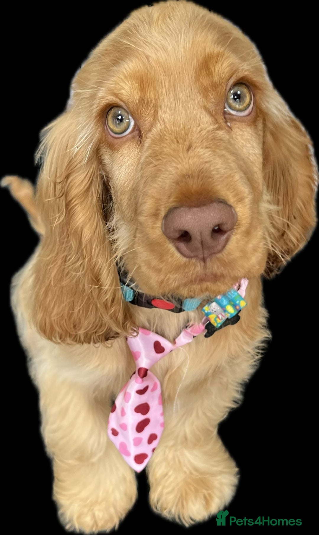 Cocker Spaniel dogs for sale: GOLDEN SHOW COCKER PUPPIES  - Image 22