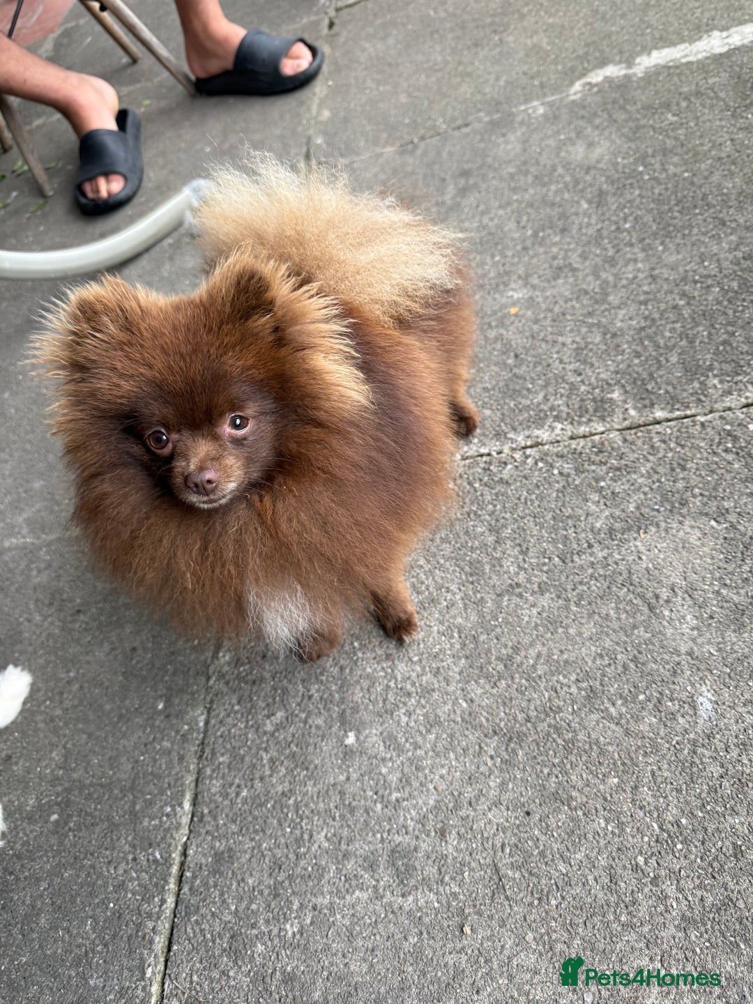 Pomeranian dogs for stud: Pomeranian Stud  - Advert 2