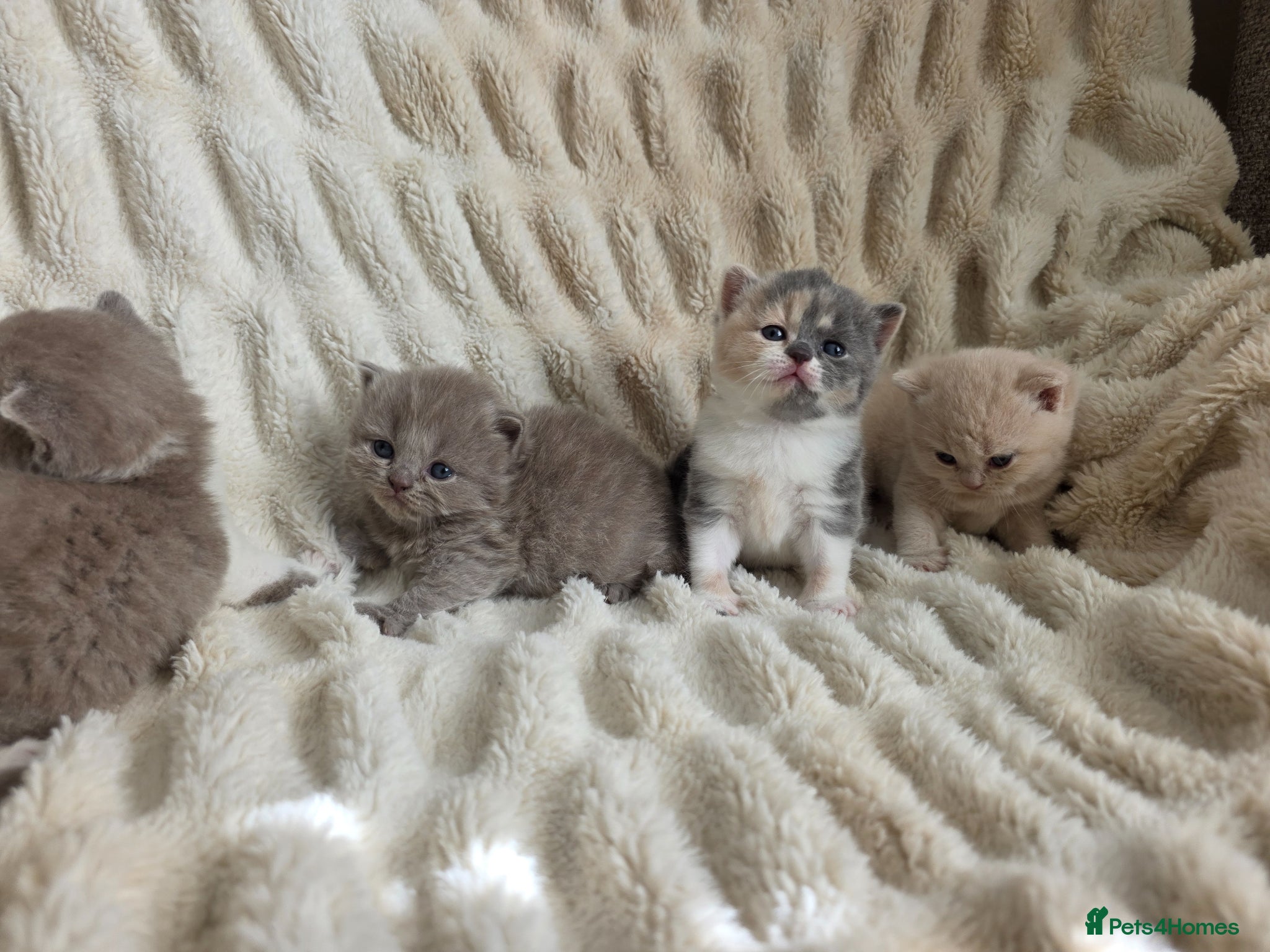 British Shorthair cats for sale: Outstanding quality British shorthair kittens  - Advert 8