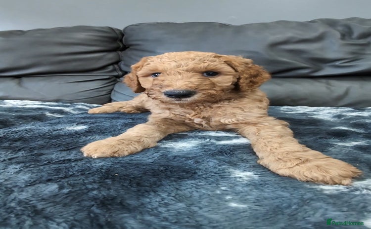 Goldendoodle dogs - Advert 6