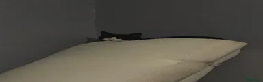 Domestic Shorthair 1