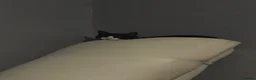 Domestic Shorthair cats for sale: Two cats looking for a good home  - Advert 2