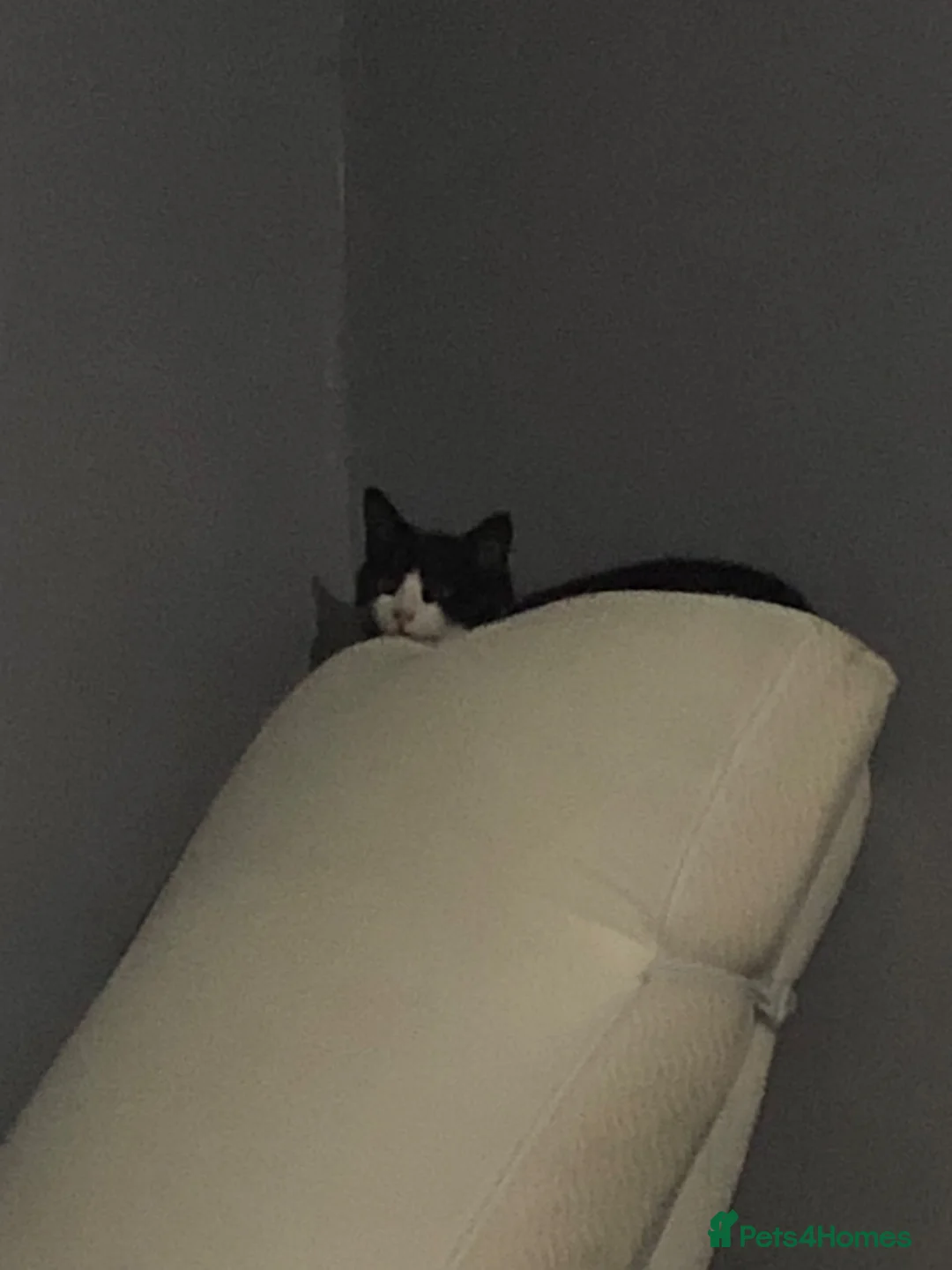 Domestic Shorthair cats for sale: Two cats looking for a good home  - Advert 2