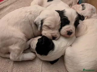 English Setter dogs English setters - Advert 6