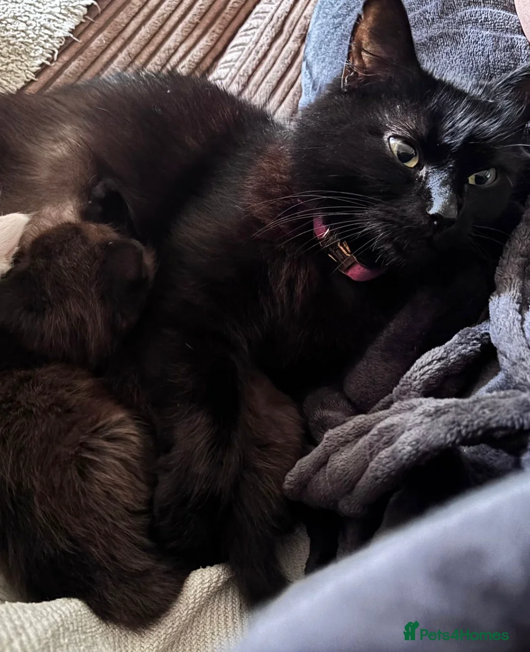Mixed Breed cats for sale: 🤍 Beautiful White Girl Kitten - Advert 2