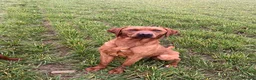 Labrador Retriever dogs for sale: Gorgeous foxred Labrador male - Advert 1