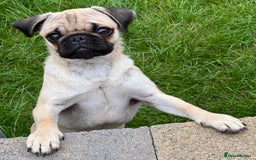Pug dogs for sale: FAWN PUG PUPPY GIRL - Image 2