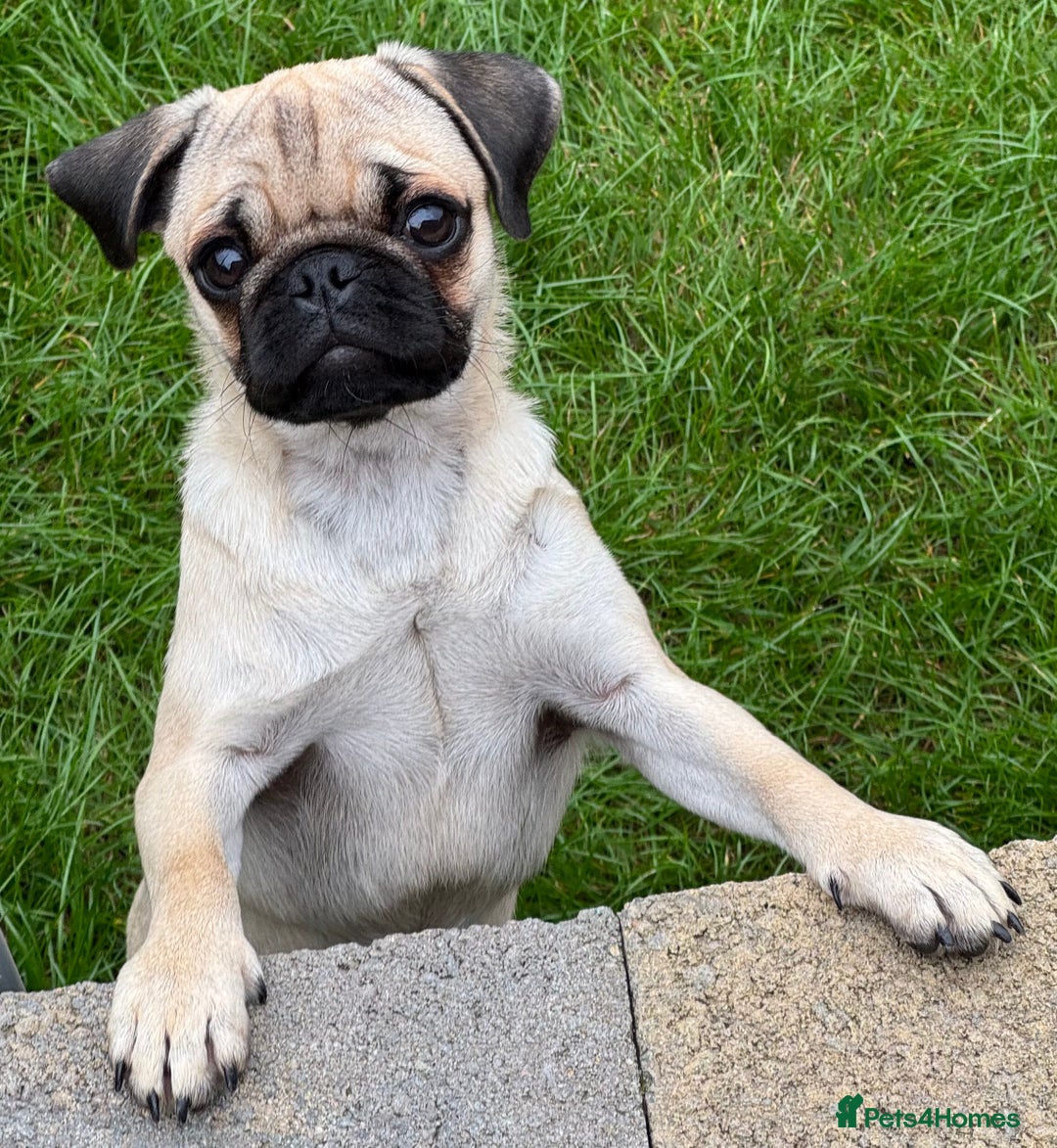 Pug dogs for sale: FAWN PUG PUPPY GIRL - Image 2