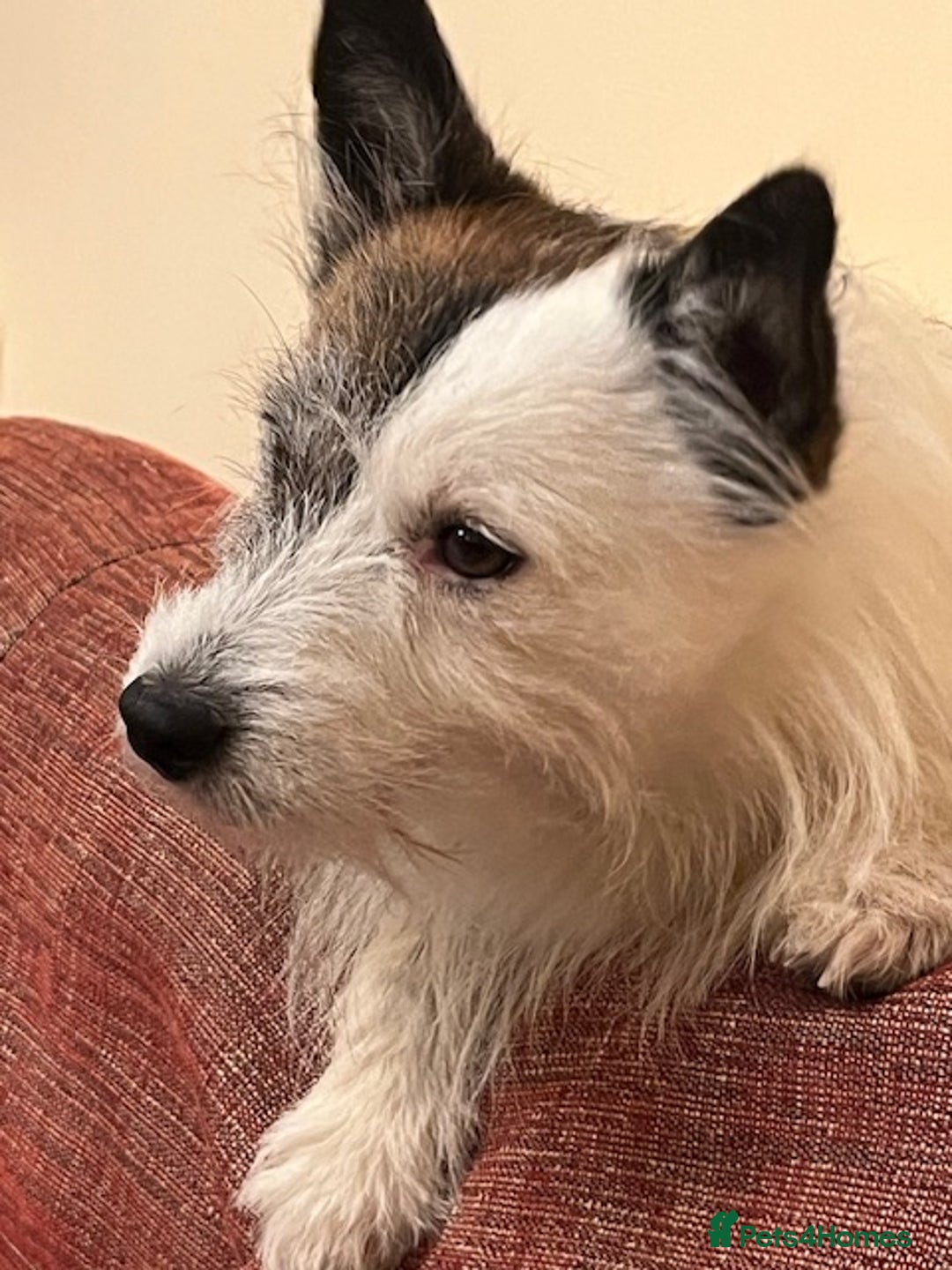 Jack Russell dogs for stud: Robbie for Stud in Exeter - Advert 13