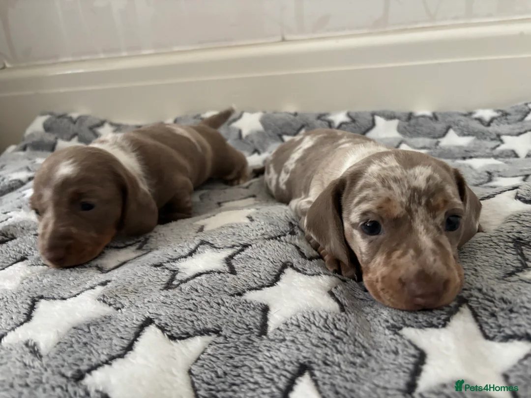 Miniature Dachshund dogs for sale: Miniature dachshund girl  - Advert 12