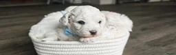 Bichon Frise dogs for sale: Sweet Bichon Frise puppies- Champion Bloodline - Advert 28