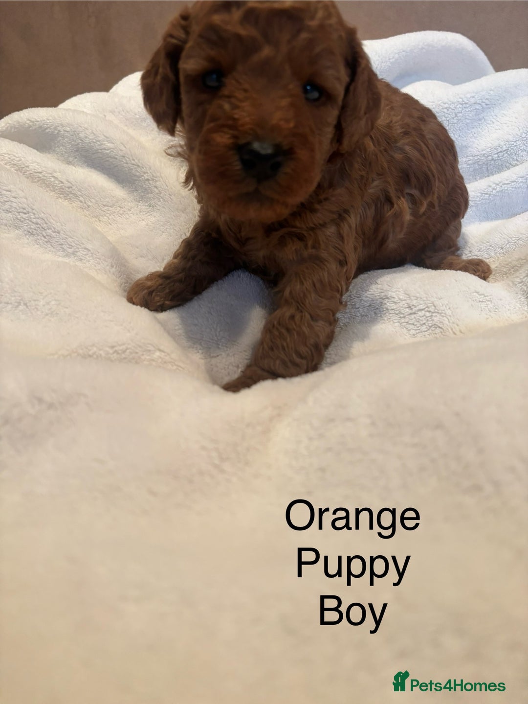 Miniature Poodle dogs for sale: KC Registered red miniature poodles  - Advert 19