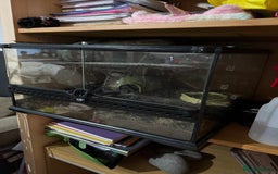 Frog reptiles for sale: PAC man frog  - Image 2