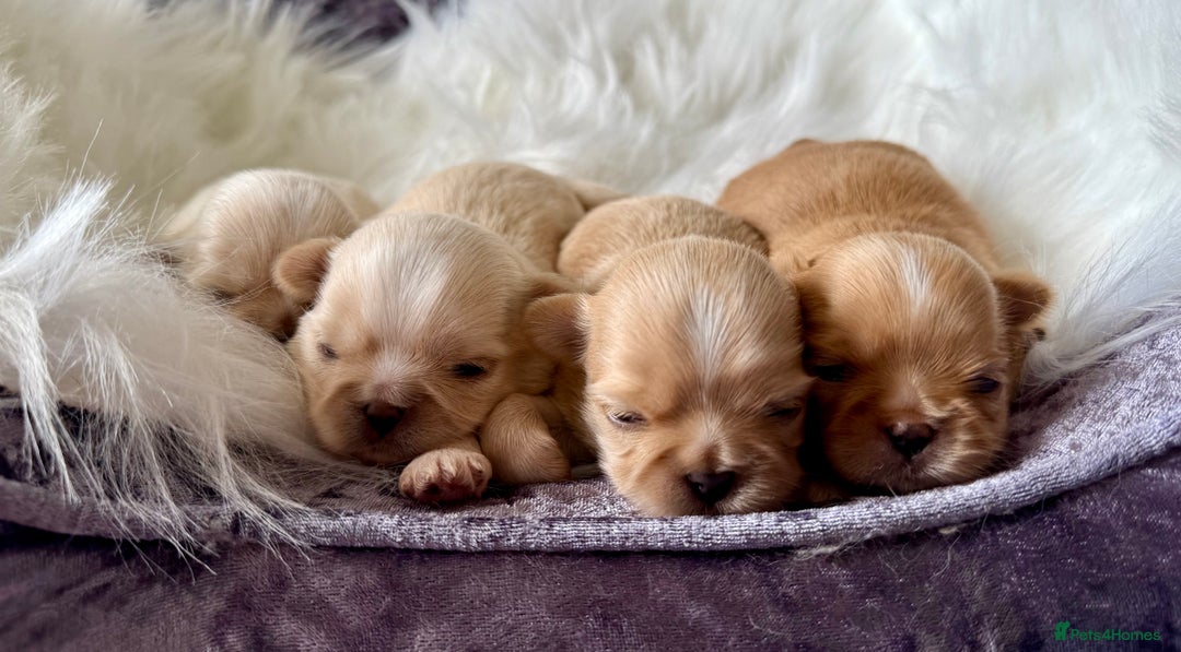 Shih Tzu dogs for sale: Stunning full Imperial Shih Tzu’s - Image 14