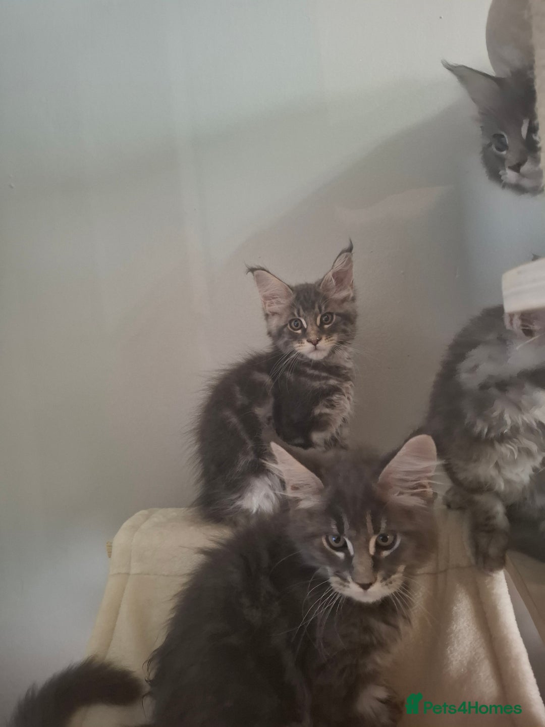 Maine Coon cats for sale: Xxl pure mainecoons  - Image 15