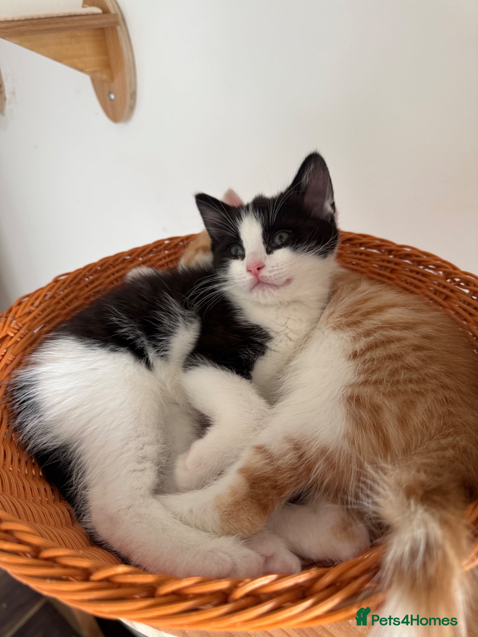 Ragdoll cats Beautiful Ragdoll x Calico Kittens  - Advert 5
