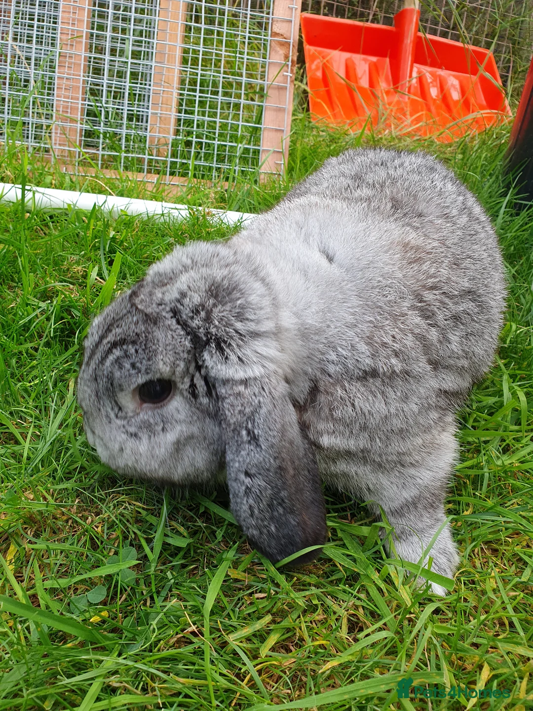 Mini Lop rabbits for sale: Spayed and neutered rabbits for adoption VAC rhd2  - Advert 23