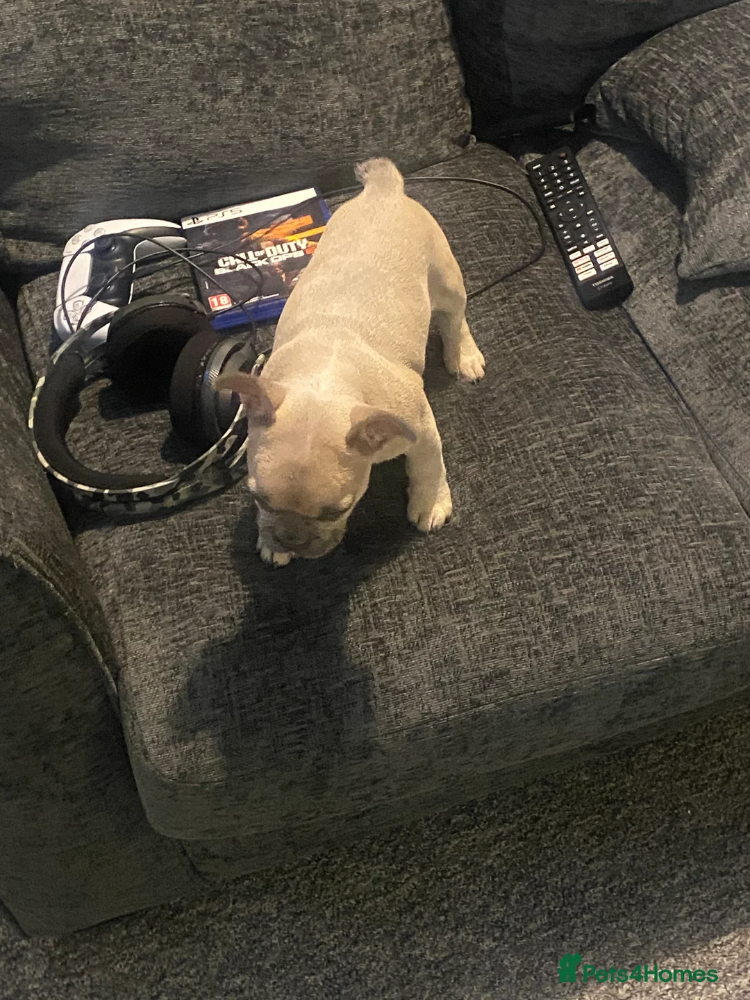 French Bulldog dogs for sale: Re-homing French bulldog puppy  - Advert 5