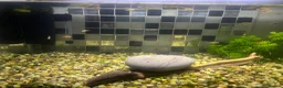 Platies fish for sale: Sunset platies in Wellington - Advert 4