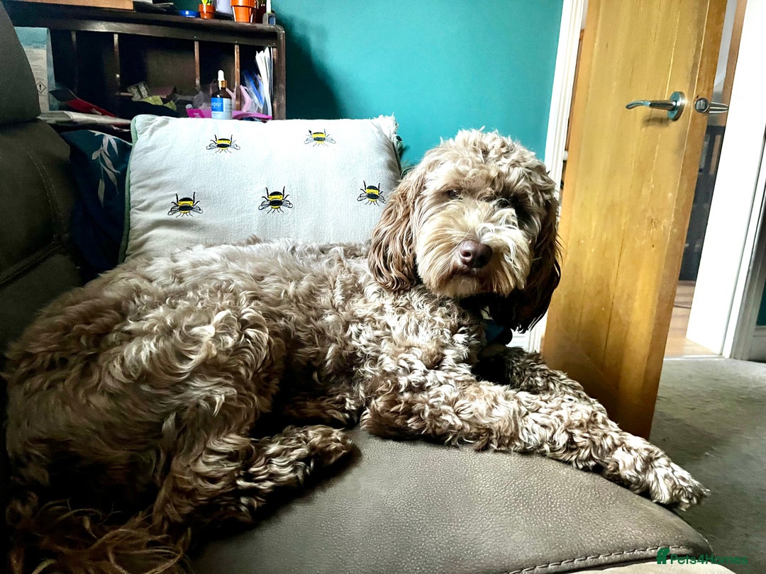 Australian Labradoodle dogs for sale: Healthy tested true Australian Labradoodle pups - Image 5