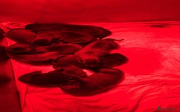Belgian Shepherd Dog dogs for sale: Belgain malinois pups for sale  - Image 14