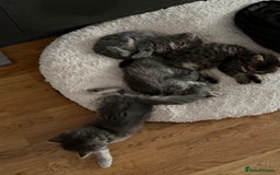 Persian cats for sale: Gorgeous Persian Cross Kittens - Image 5