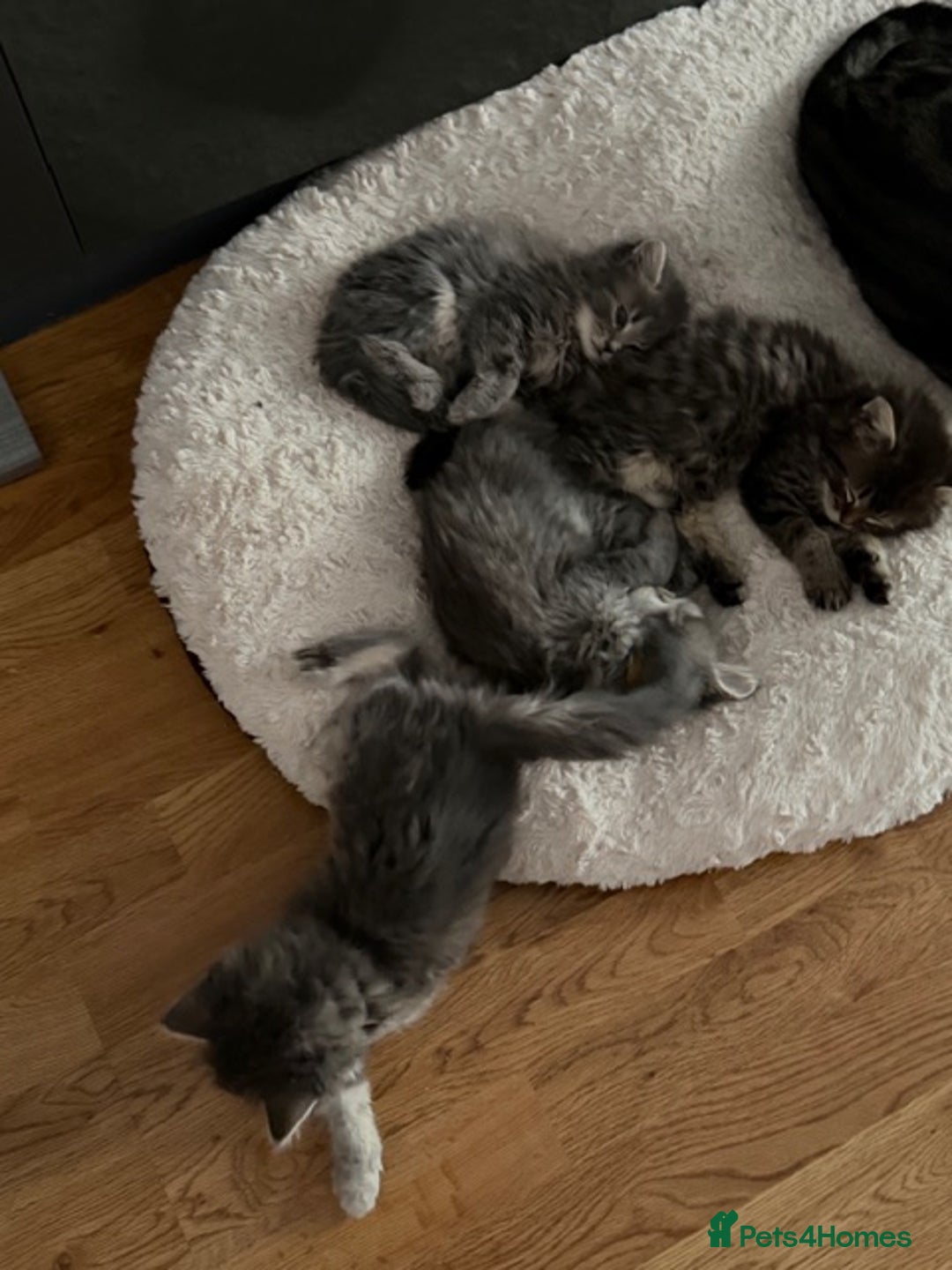 Persian cats for sale: Gorgeous Persian Cross Kittens - Image 5