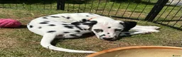 Dalmatian dogs for sale: KC reg full hearing Dalmatian Puppies  - Advert 29