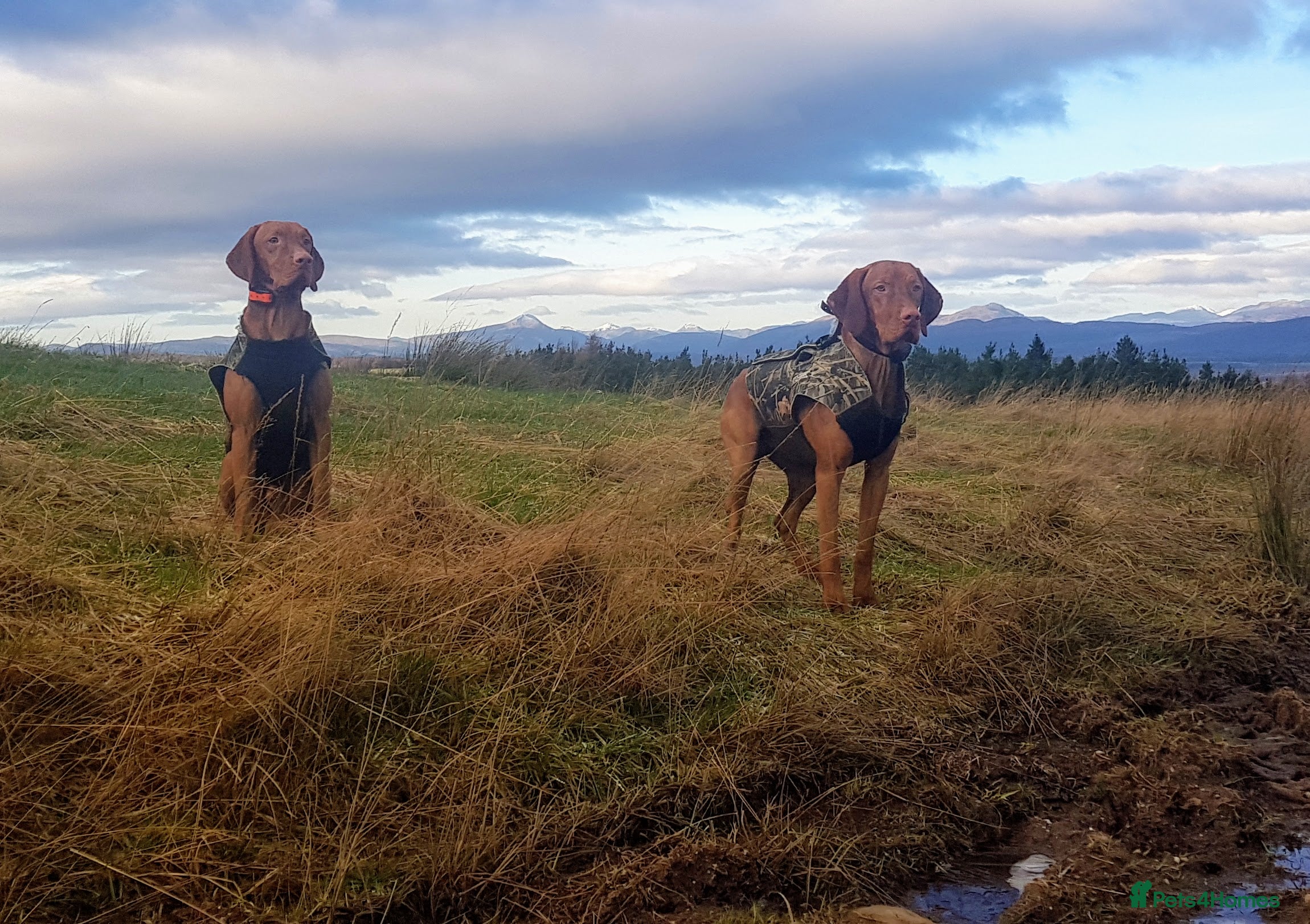 Hungarian Vizsla dogs Mr David McKerron  - Advert 6