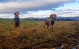 Hungarian Vizsla dogs for stud: Mr David McKerron  - Image 1