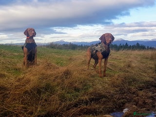 Hungarian Vizsla dogs - Advert 5