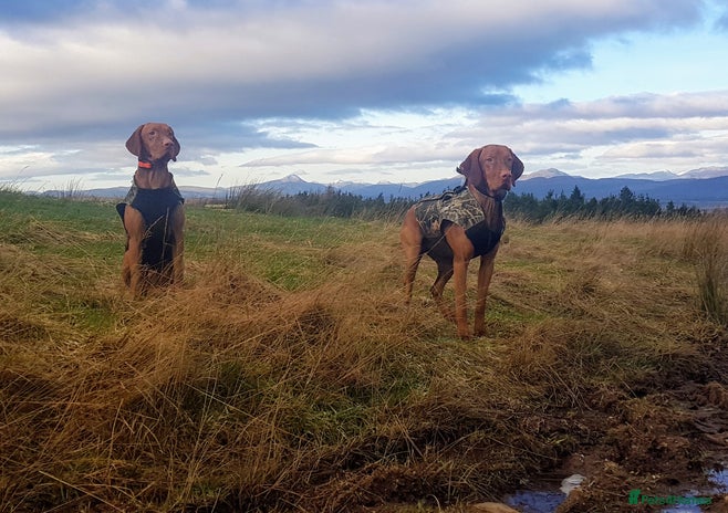 Hungarian Vizsla dogs - Advert 1