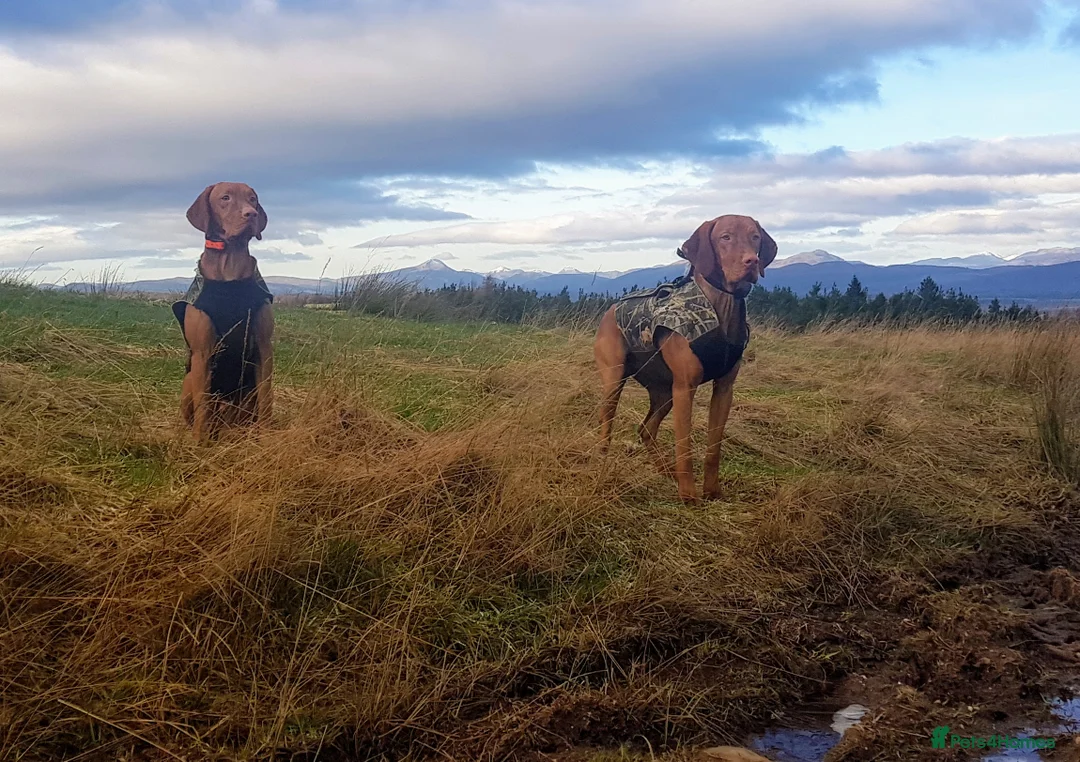 Hungarian Vizsla dogs for stud: Mr David McKerron  - Advert 1