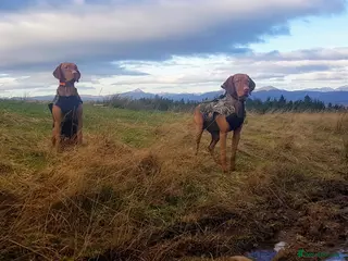 Hungarian Vizsla dogs Mr David McKerron - Advert 6