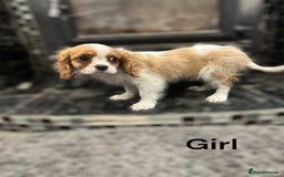 Cavalier King Charles Spaniel dogs for sale: 💫 DNA CLEAR CAVALIER KING CHARLES PUPPIES 💫  - Image 11