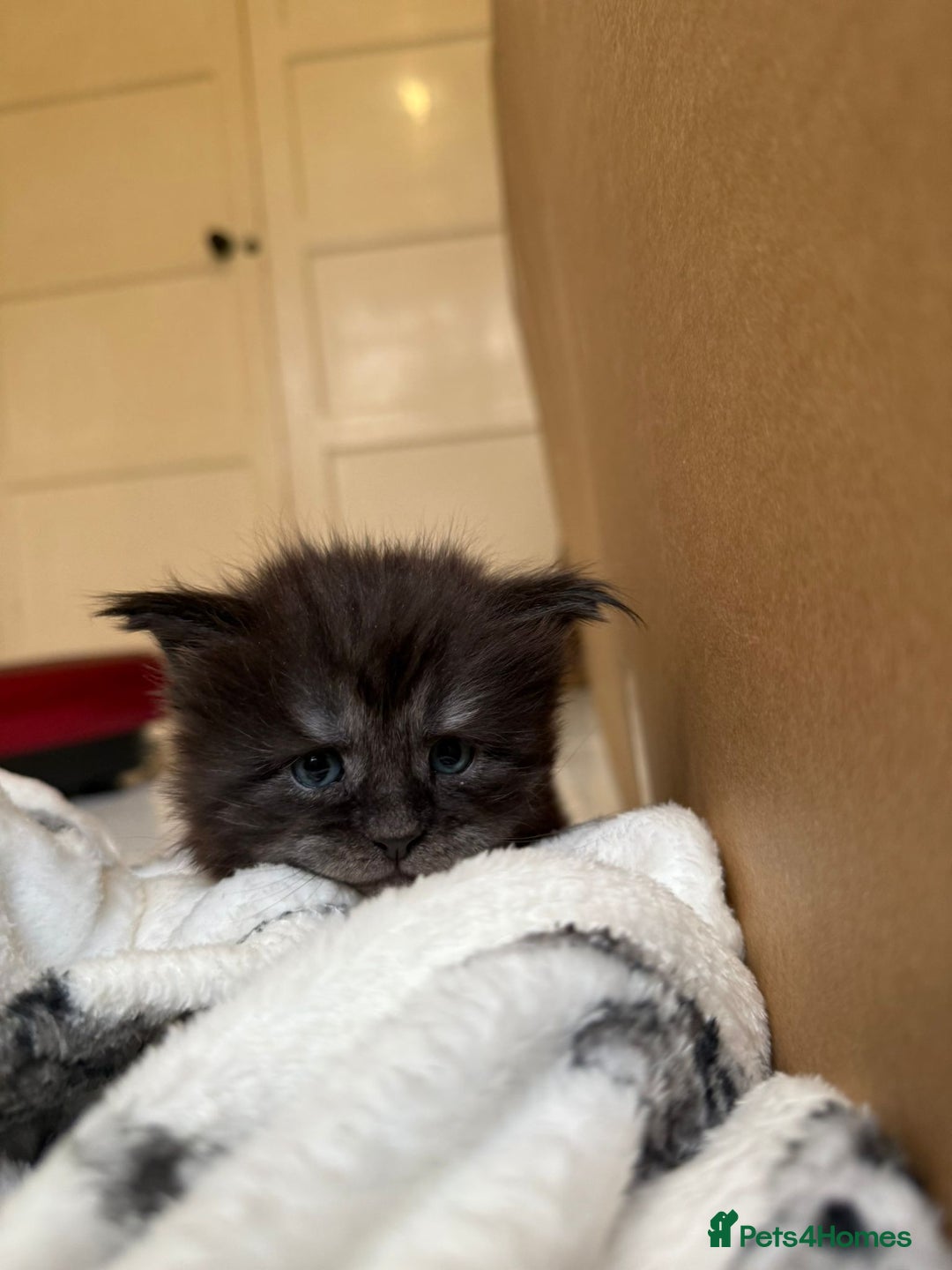 Maine Coon cats for sale: Pedigree Tica Russian Import line Maine Coons - Advert 1