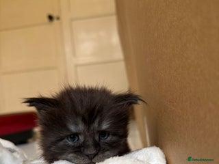 Maine Coon cats Pedigree Tica Russian Import line Maine Coons - Advert 3