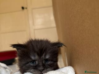 Maine Coon cats Pedigree Tica Russian Import line Maine Coons - Advert 10